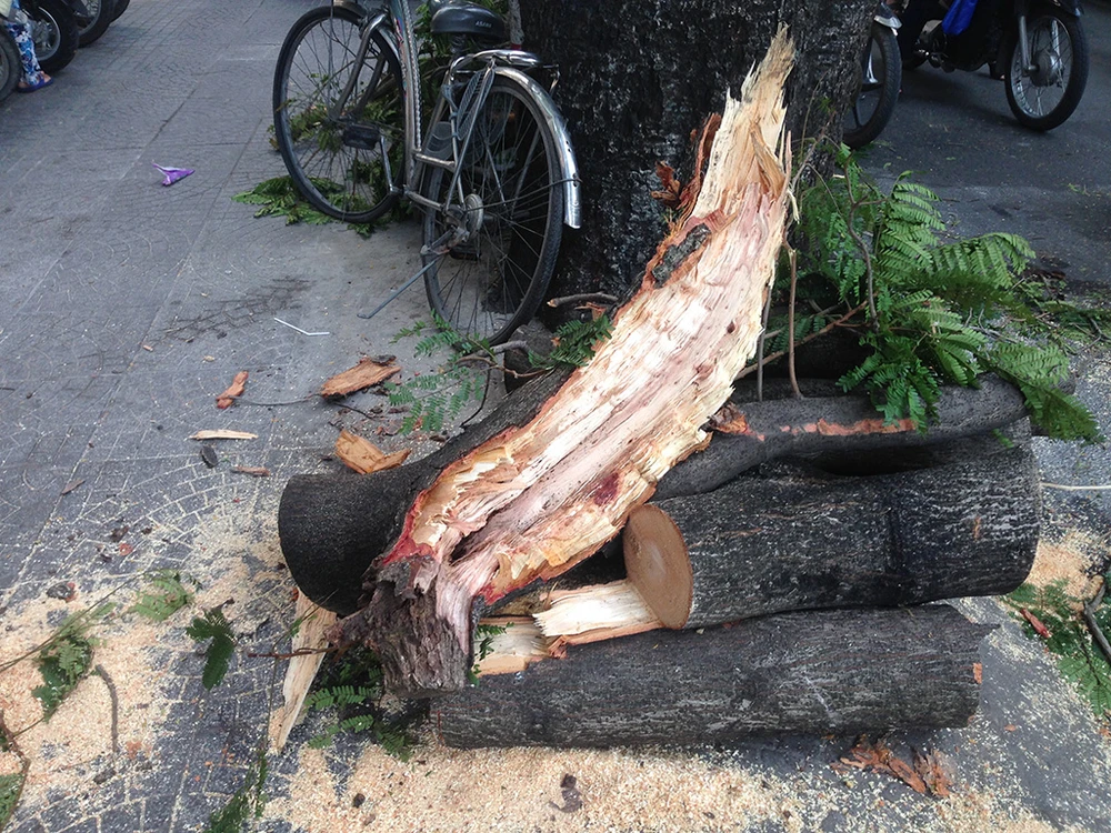 Cành cây có kích thước khá lớn đè trúng 3 xe máy và người điều khiển, may mắn một người phụ nữ chỉ bị thương nhẹ. 